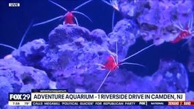 Kaleidoscope Cove Now Open