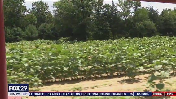 Farmers grappling with heat, heavy rain