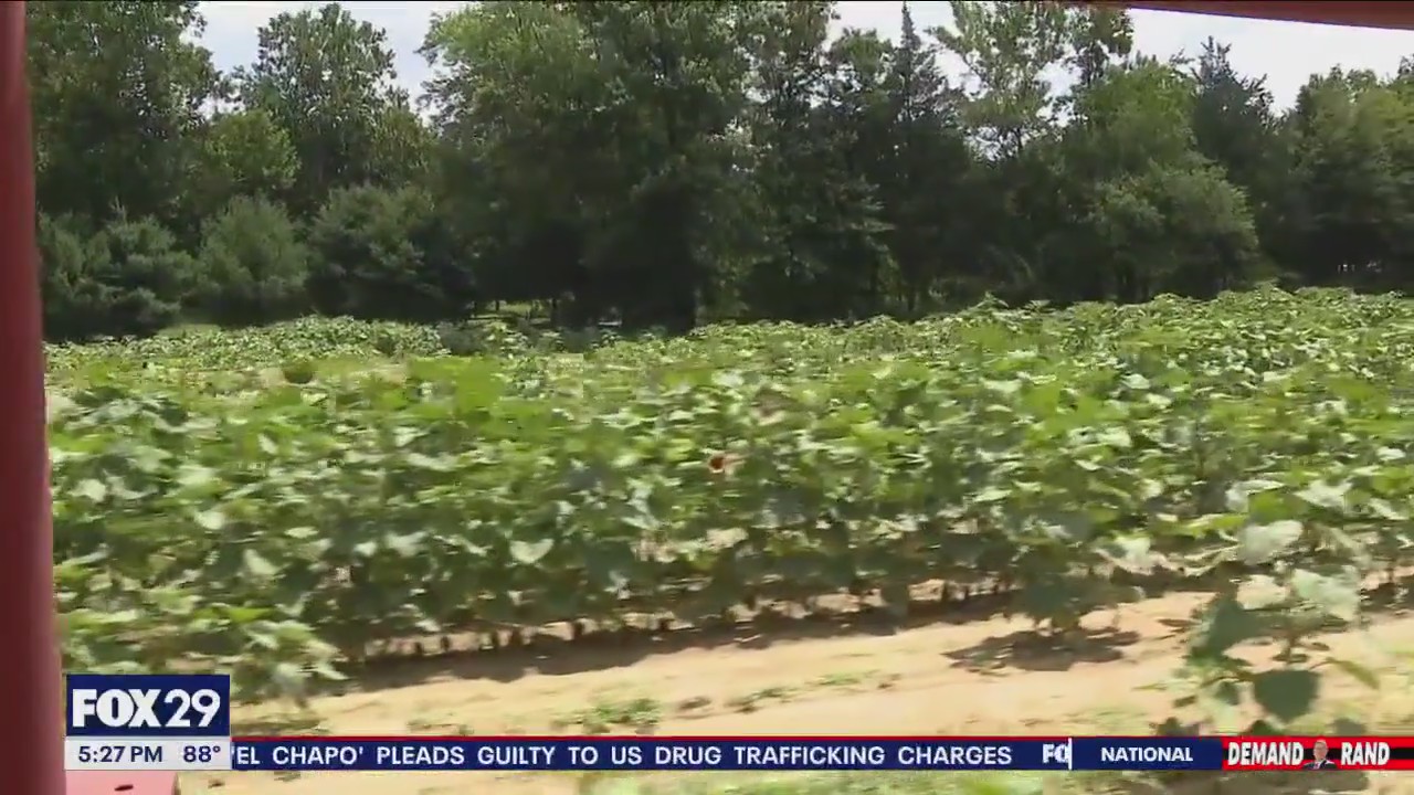 Farmers grappling with heat, heavy rain