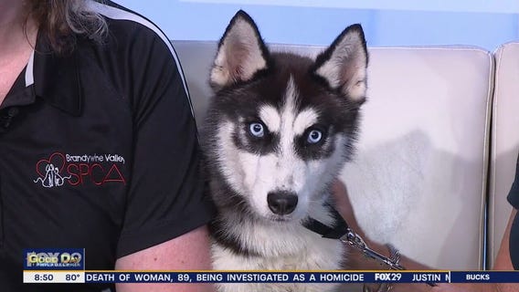 Rescue Me | Meet Tommy