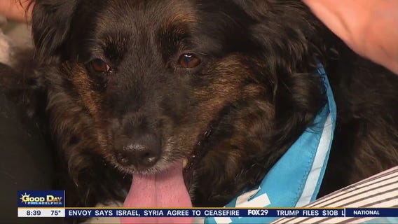 Rescue Me | Meet Nola