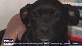 Rescue Me: Luna & Banana Boat