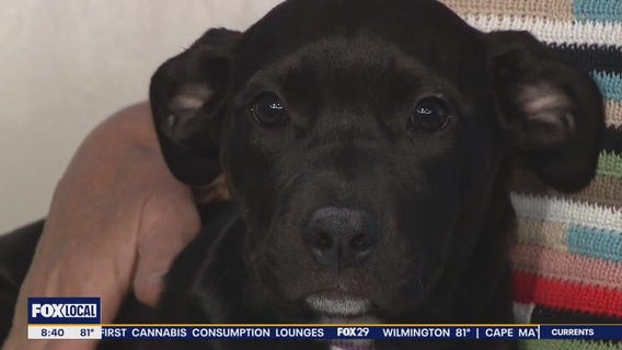 Rescue Me: Luna & Banana Boat