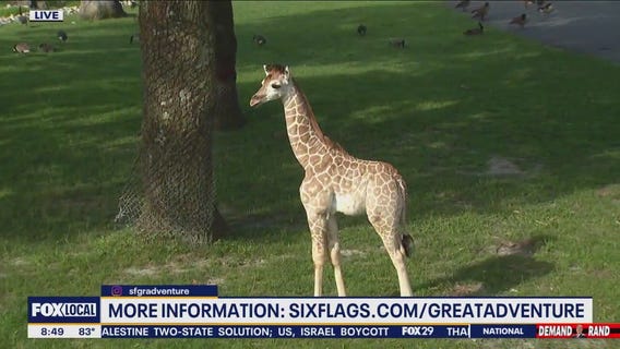 New Babies & New Attractions At Six Flags Great Adventure