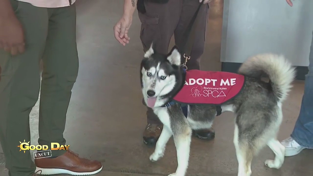 Good Day Uncut: Brandywine SPCA