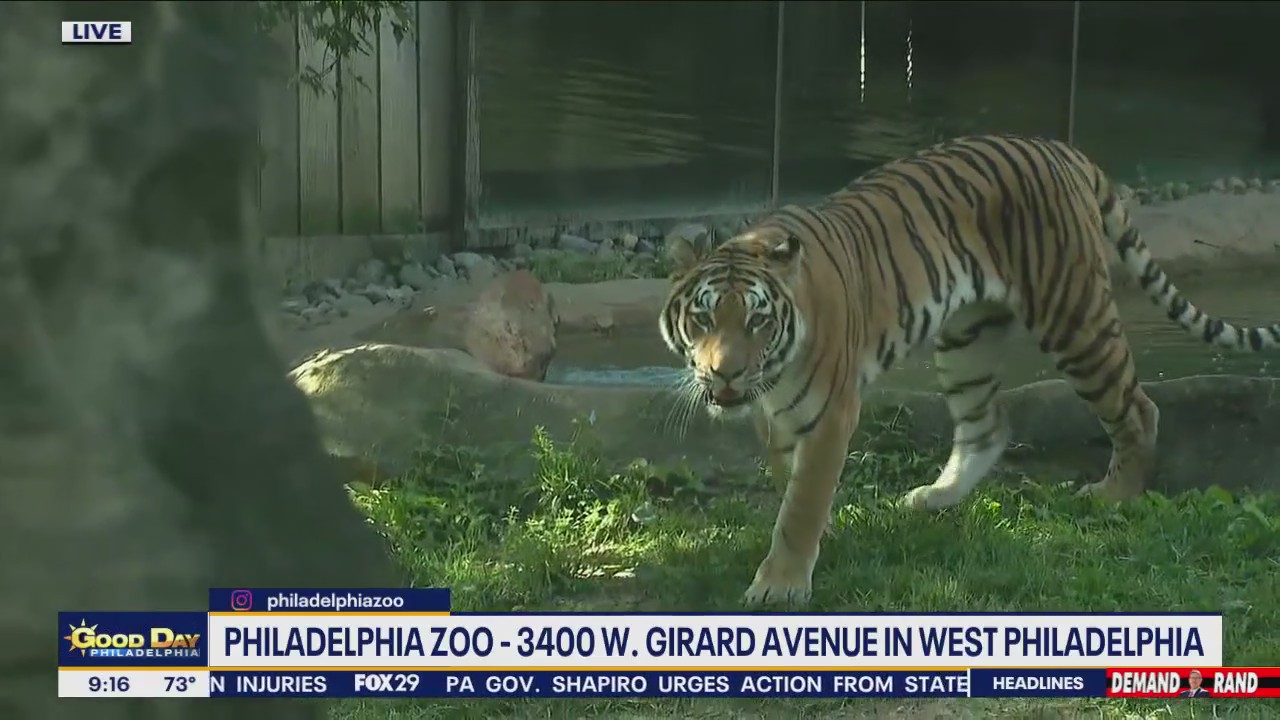 Meet The Newest Residents Of The Philadelphia Zoo's Big Cat Falls