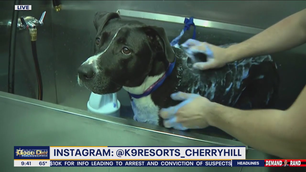 K9 Resorts Luxury Pet Hotel Cherry Hill