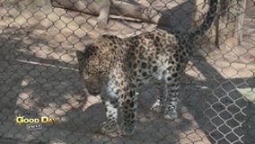 Good Day Uncut: Philadelphia Zoo - Big Cat Falls