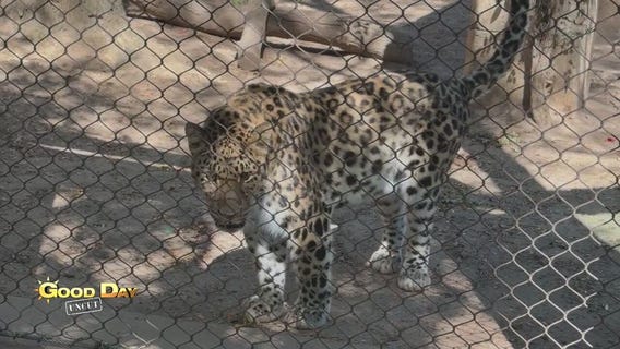 Good Day Uncut: Philadelphia Zoo - Big Cat Falls