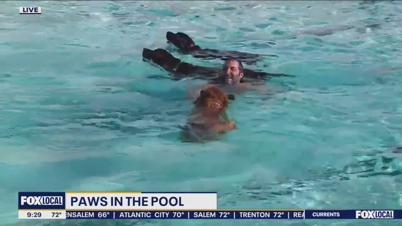 Harley's Paws in the Pool