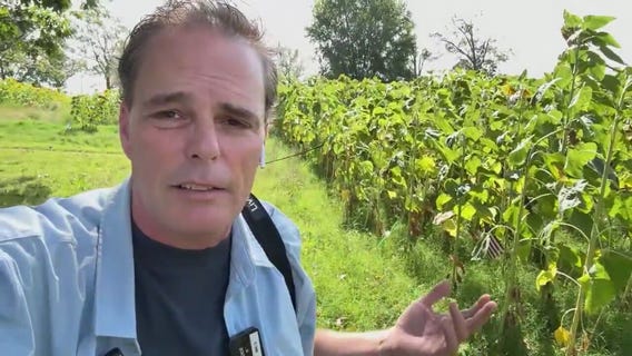 Good Day Uncut: Heroic Gardens