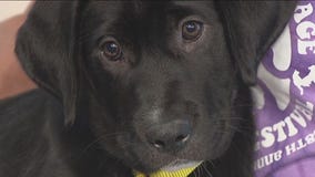 Rescue Me: Meet Naomi