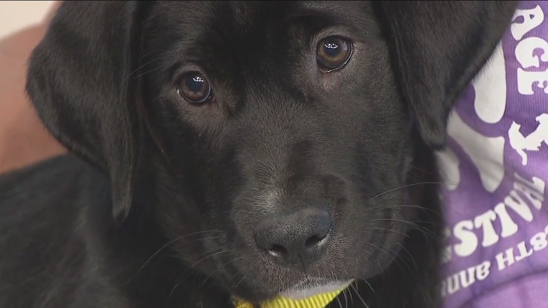 Rescue Me: Meet Naomi