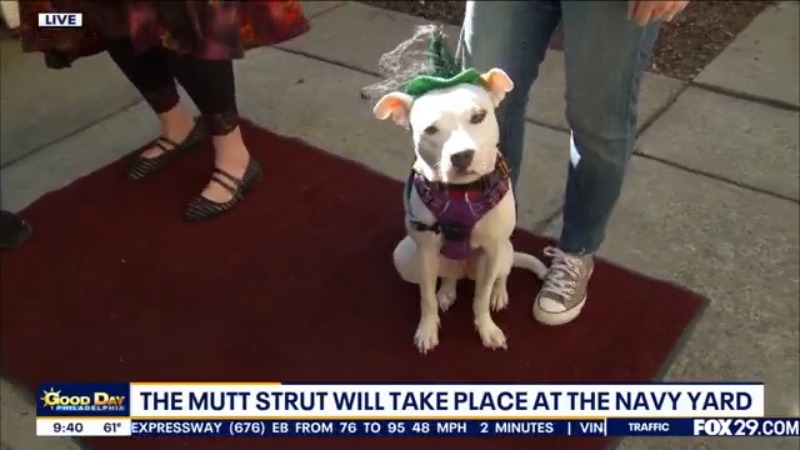 Mutt Strut Preview!