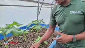 Check out Trellis for Tomorrow at Lundale Farms in Chester County | FOX Weather Philly