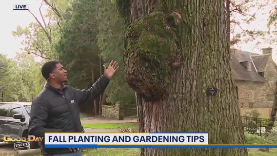 Good Day Uncut: Pastorius Park