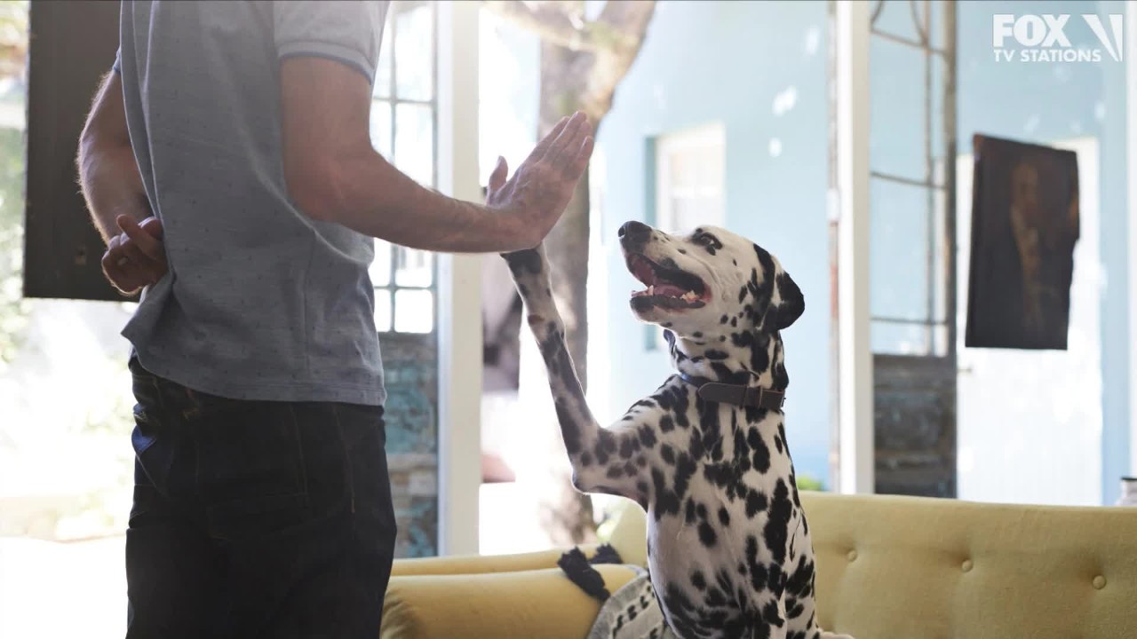 'Dogs': Your story with your dog could be in a Netflix series