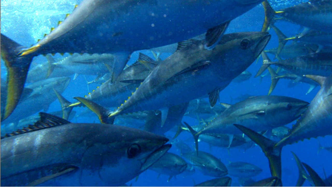 Climate change is causing an increase of harmful mercury in fish, study finds