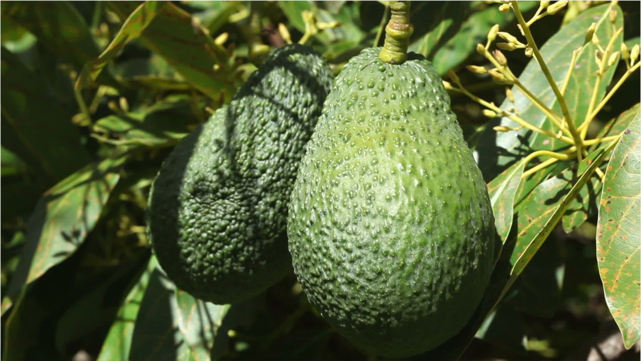 Surging avocado prices caused some restaurants to serve 'fake guacamole'