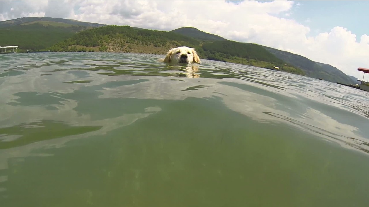 Dogs are dying from toxic algae exposure after swimming in lakes, ponds