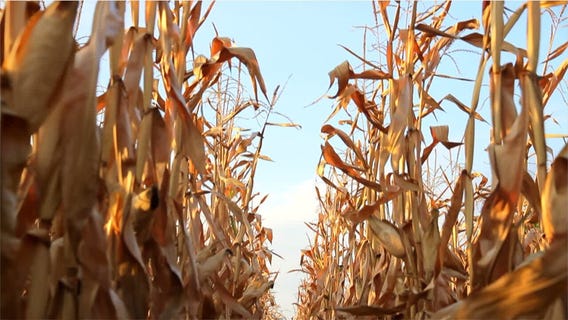 Climate change is negatively affecting the world's food security, U.N. report says