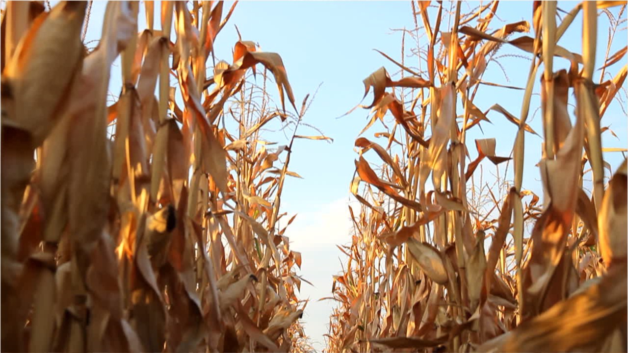 Climate change is negatively affecting the world's food security, U.N. report says