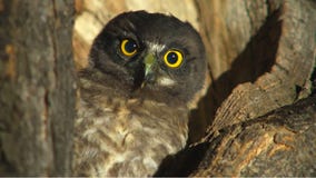 Birds are vanishing from the U.S. and Canada, and it's a bad sign for environmental health