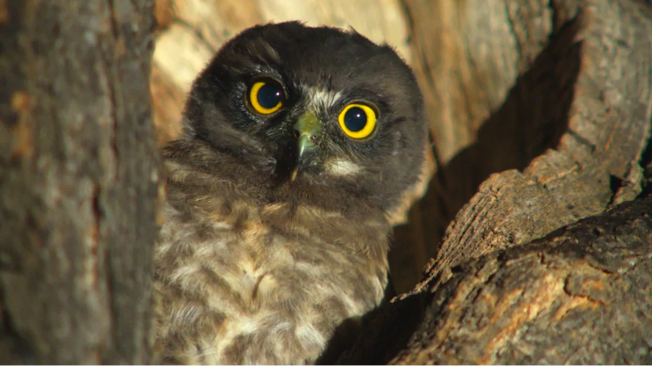Birds are vanishing from the U.S. and Canada, and it's a bad sign for environmental health