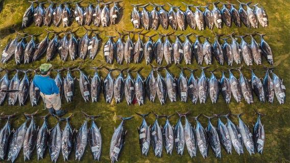 We're fishing more tuna from the world's oceans than ever before, and scientists say it's unsustainable
