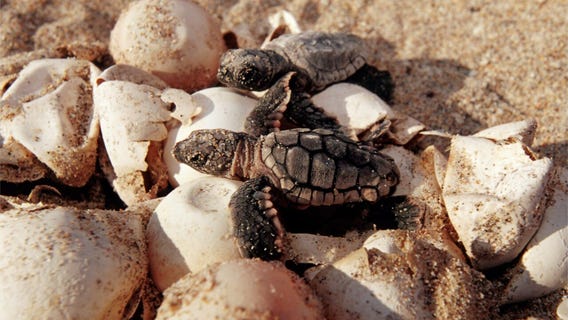 Warming climate is causing most baby turtles to be born female