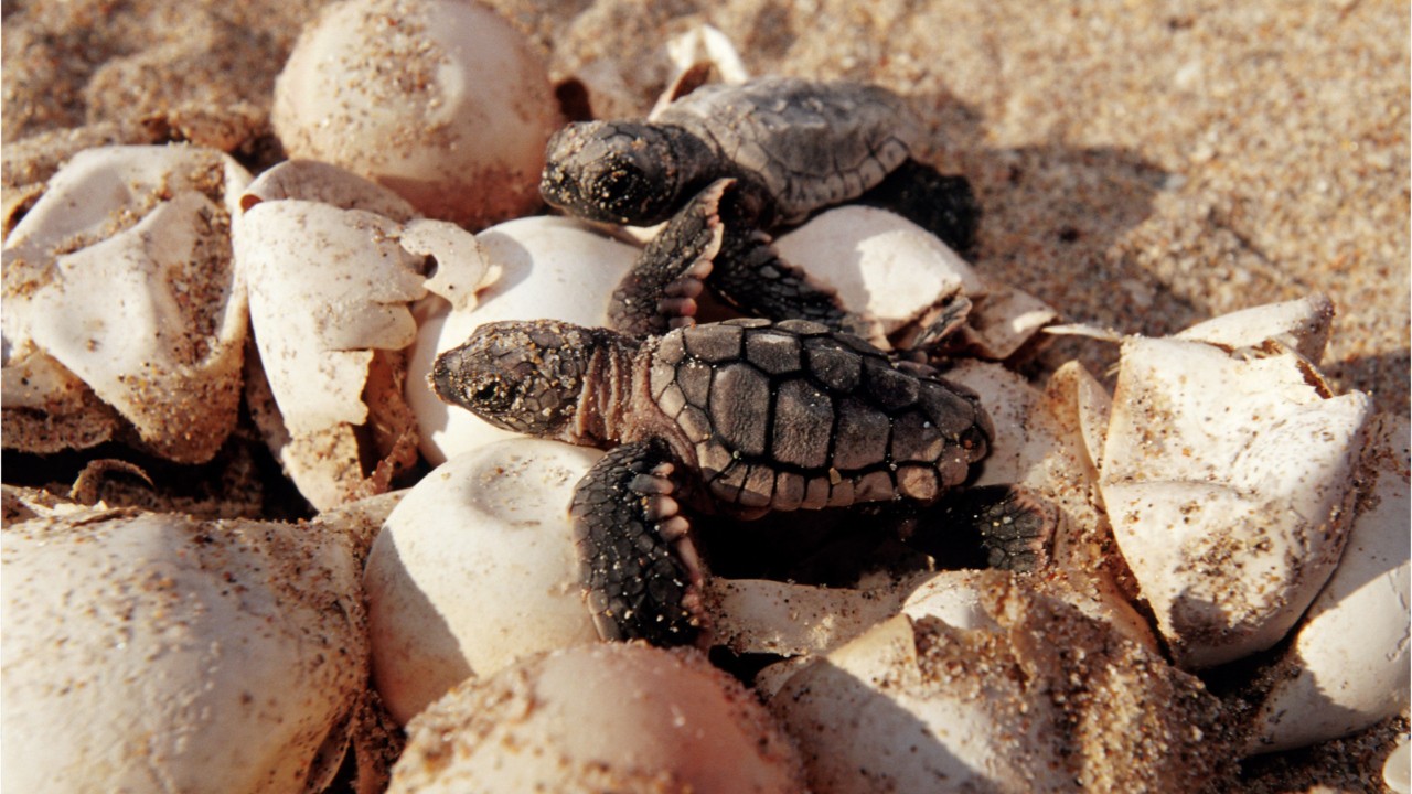 Warming climate is causing most baby turtles to be born female