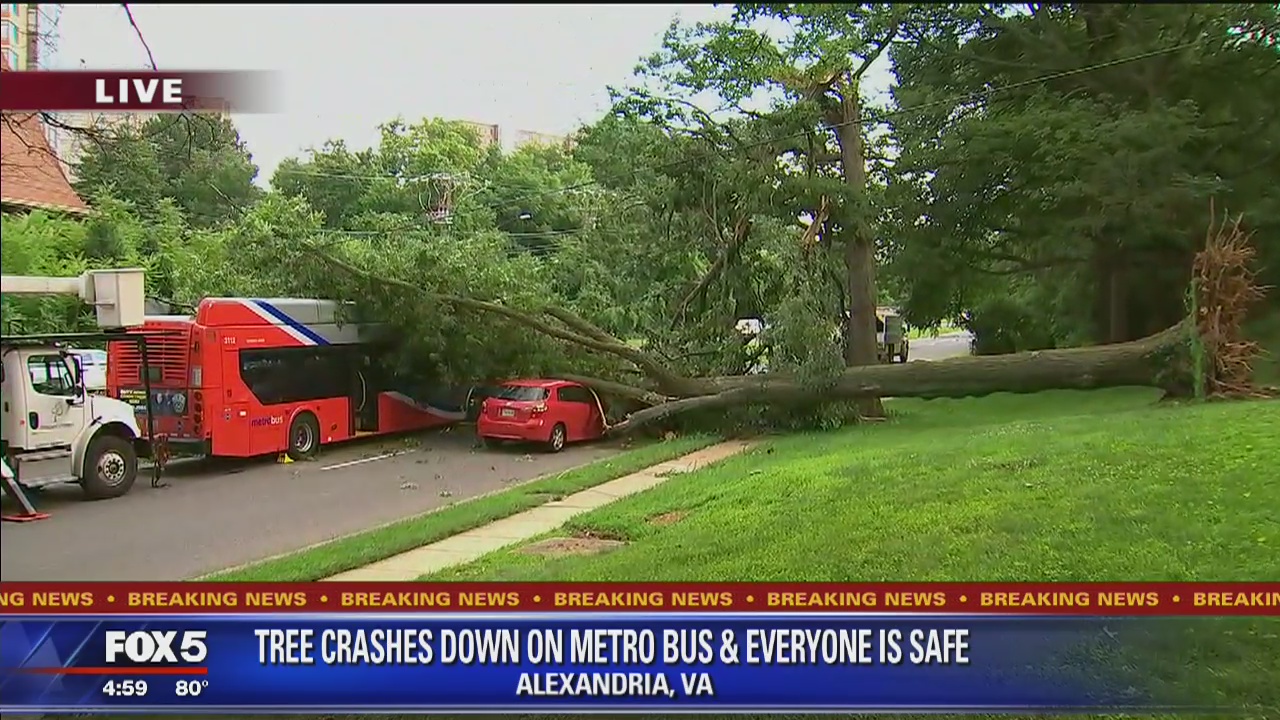 Huge tree falls onto Metrobus, another vehicle in Alexandria