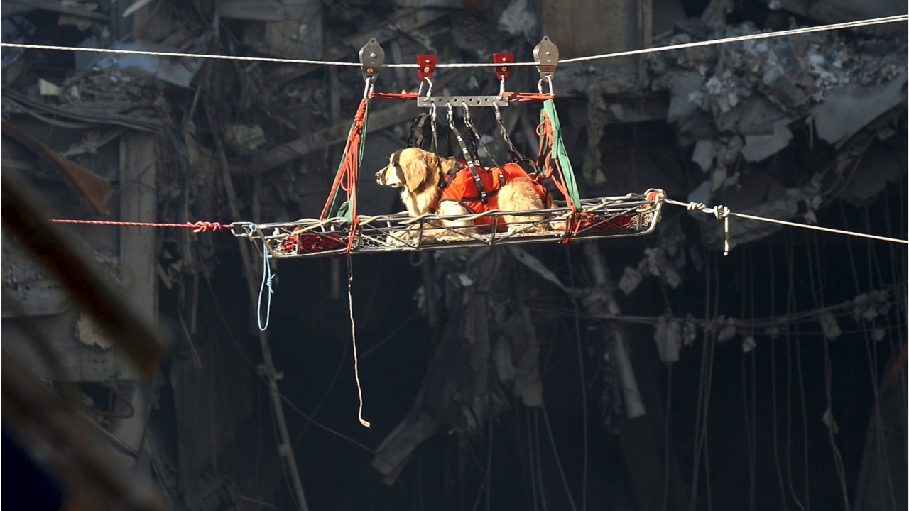 The heroic dogs of September 11, 2001