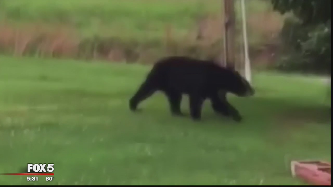 Bear spotted in Prince William County neighborhood