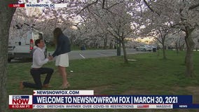 Caught on cam: Man proposes to girlfriend during DC's cherry blossom peak bloom | NewsNOW from FOX
