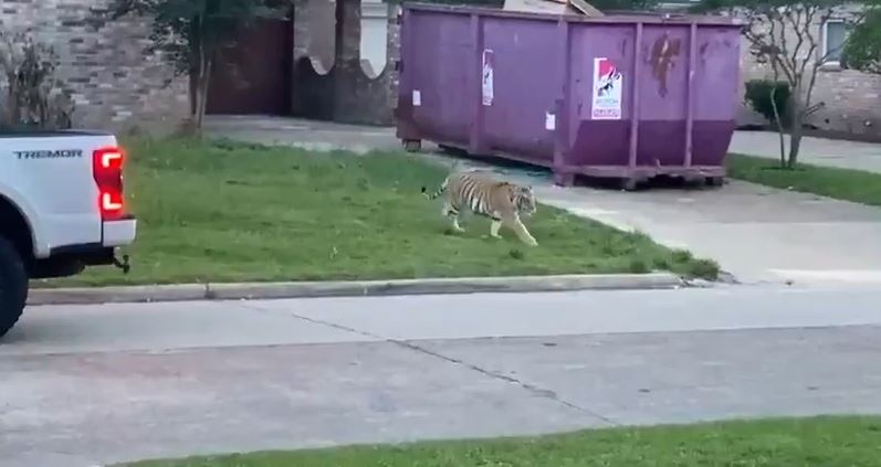 Video shows tiger in front yard of Houston neighborhood