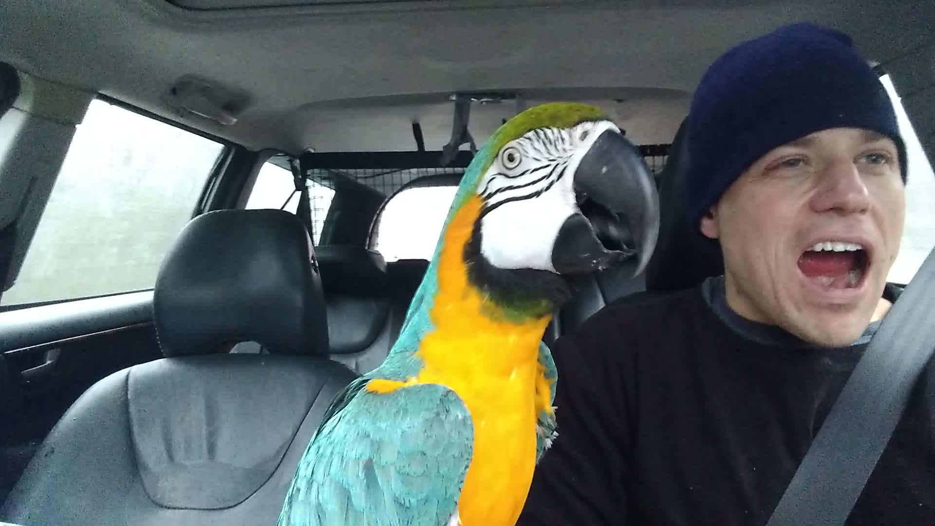 Owner Joins Macaw Parrot in Making Funny Sounds While Driving
