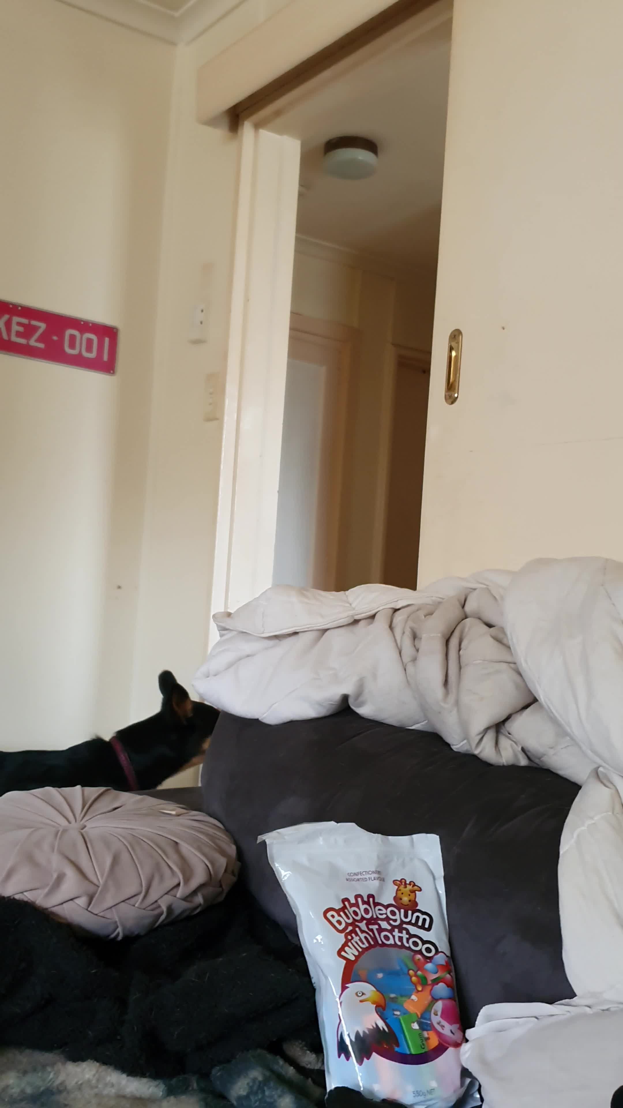 Dog Adorably Responds to Owner Calling Their Name by Playing Peekaboo With Her
