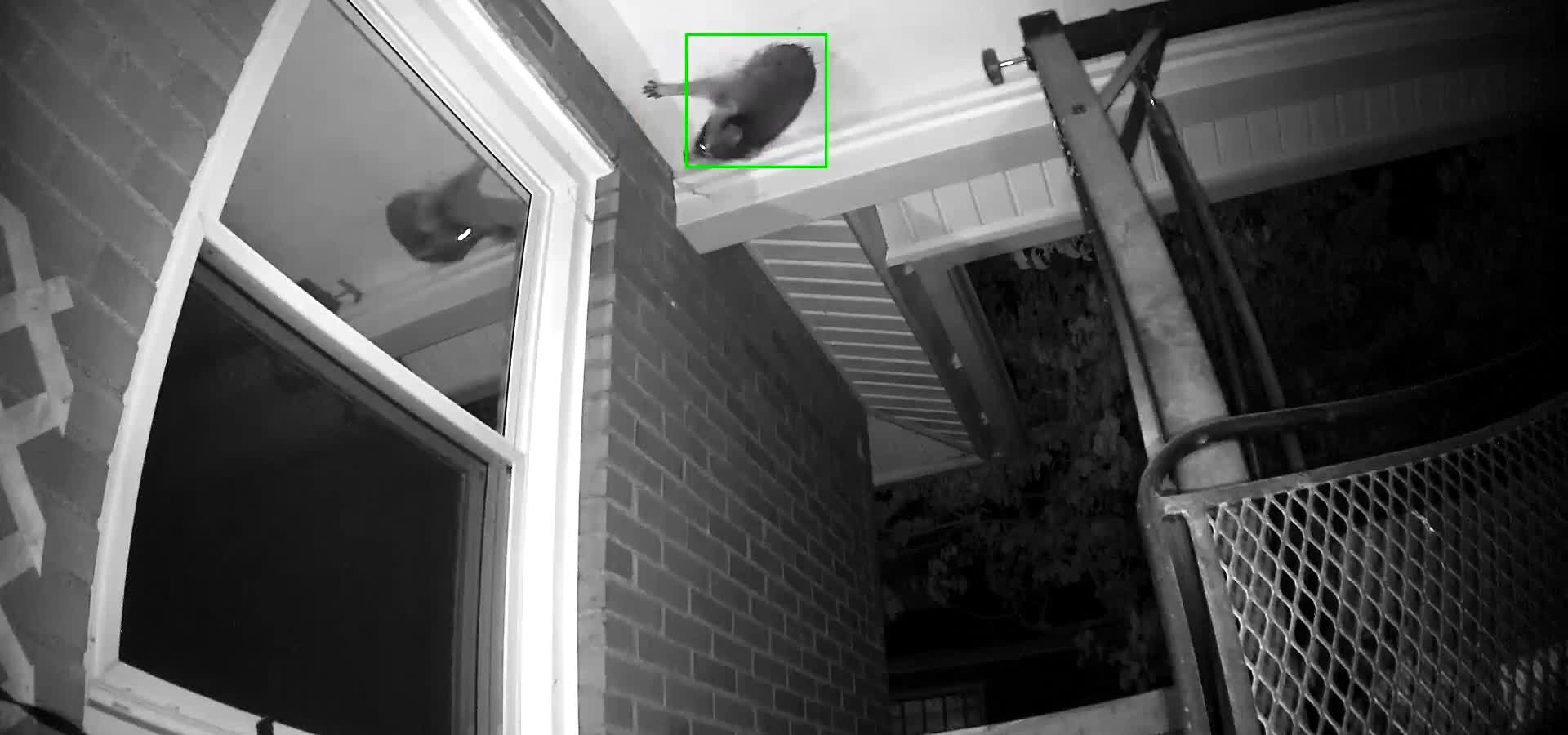 Stuck raccoon creates hole in ceiling to escape