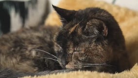 Cat in the U.K,. becomes "world's oldest"