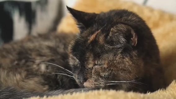 Cat in the U.K,. becomes "world's oldest"