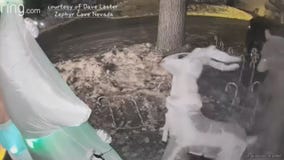 Bear takes on inflatable Christmas decoration