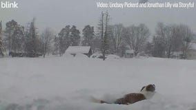 Saint Bernard struggles with lake-effect snow