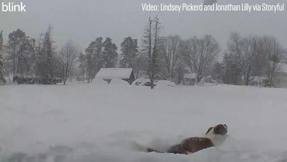Saint Bernard struggles with lake-effect snow