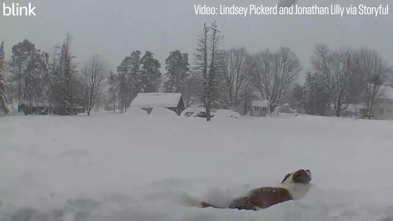 Saint Bernard struggles with lake-effect snow