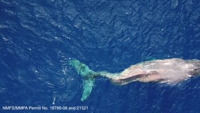 Drone video of Moon swimming in Hawaii with paralyzed tail