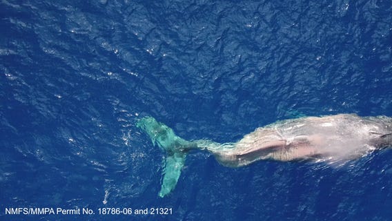 Drone video of Moon swimming in Hawaii with paralyzed tail