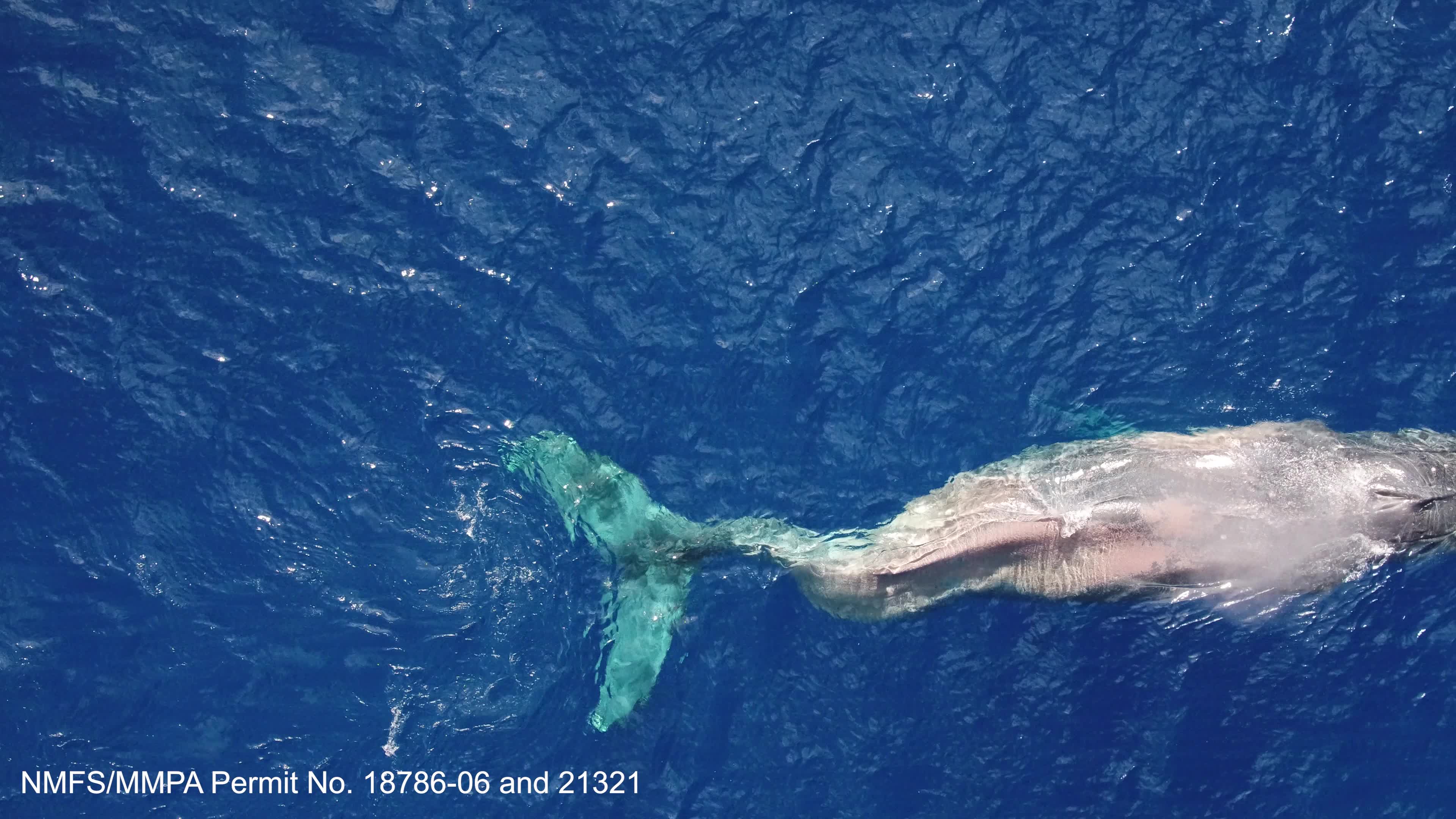 Drone video of Moon swimming in Hawaii with paralyzed tail