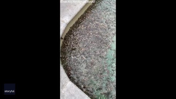 Frogs take over backyard pool after floods