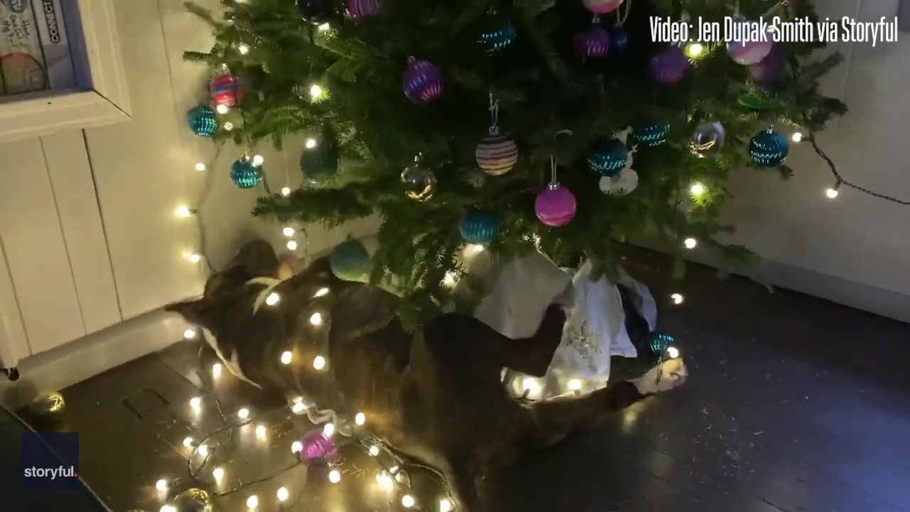 Watch: Mischievous bull terrier loves Christmas tree lights